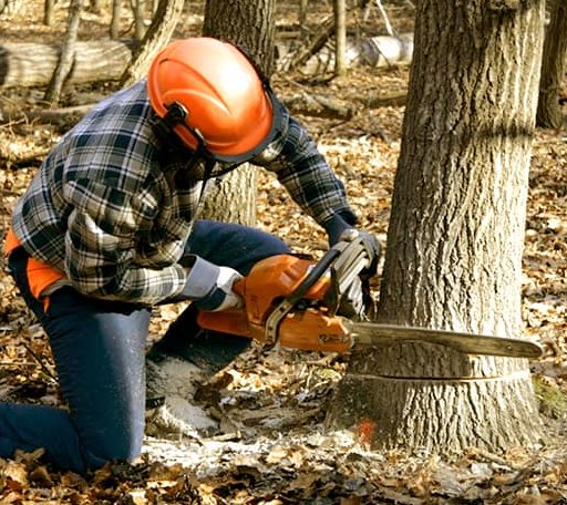 Tree Removal in Warrenville, SC